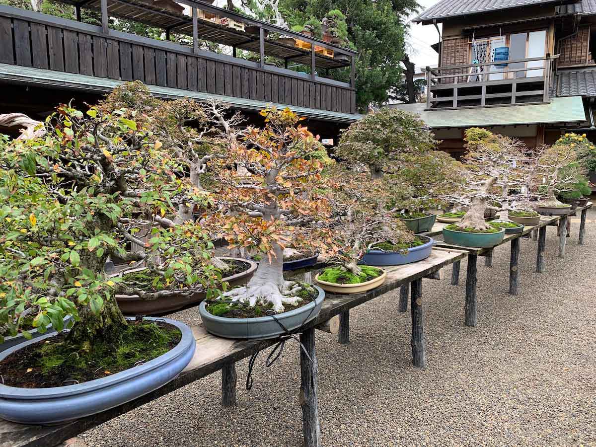 Shunkaen Bonsai Museum – Our Travel Reviews Hawaii